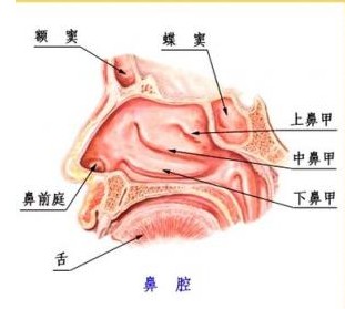 包茎