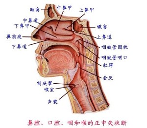 阴茎畸型治疗